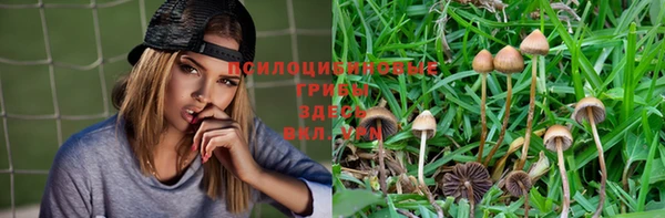 прущие грибы Абдулино